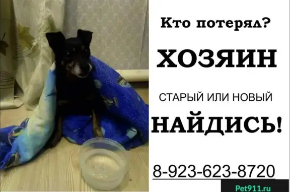 Найдена собака на Белых домах в Новокузнецке