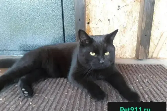Пропал черный кот в Большой Ижоре на Зеленой улице.