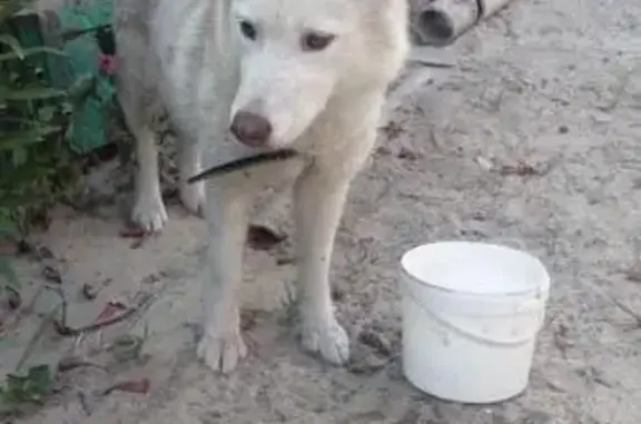 Найдена собака в парке имени Ленина в г. Батайск