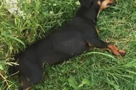 Найдена ухоженная собака в деревне Сельвачёво