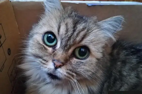 Найдена кошка в Москве ищет дом