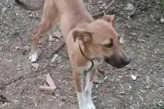 Найдена собака возле стройки, Краснодар, Карасунская набережная, 83