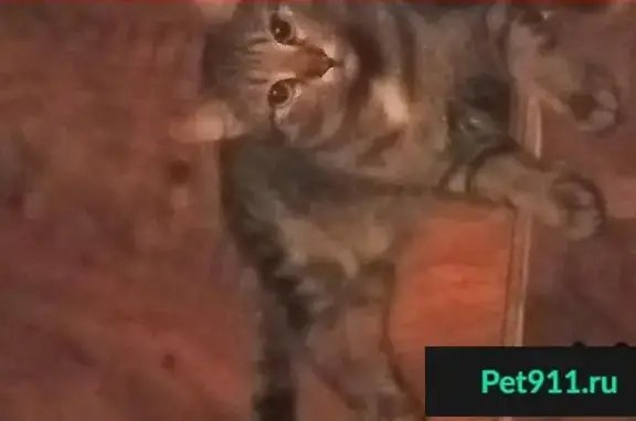 Кошки потеряшки, Ростов-на-Дону, фото: Потеряшка кошка Мася, Западный микрорайон, Ростов-на-Дону