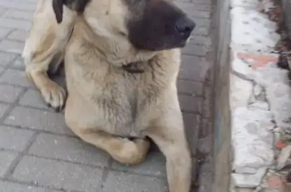 Найдена собака на Лихачевском пр.