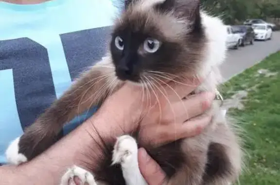 Пропала сиамская кошка на Тобольской в Черемушках, вознаграждение!