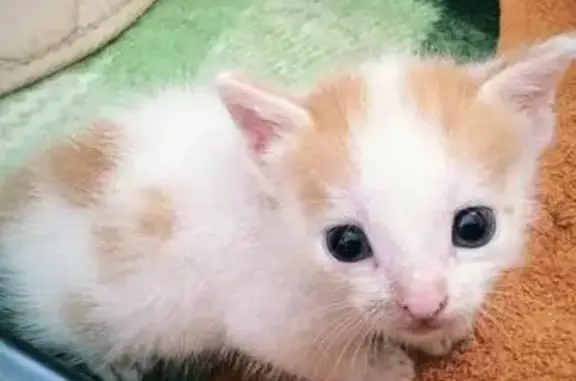 Найдены котята в Новосибирске, ищут дом