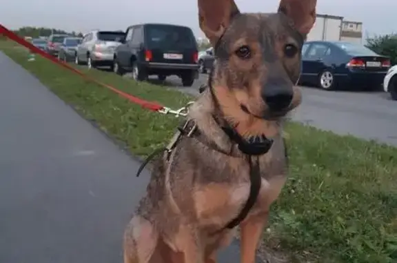 Пропала собака в Санкт-Петербурге, Фрунзенский р-н: зовут Сашка, 11 месяцев.