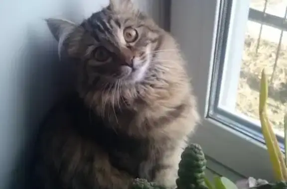 Кошки потеряшки, Омск, фото: Потеряшка кошка на ул. 15 Рабочая, Омск, Октябрьский округ