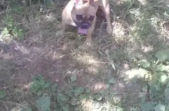 Найдена собака в деревне Киреевского района, Тула