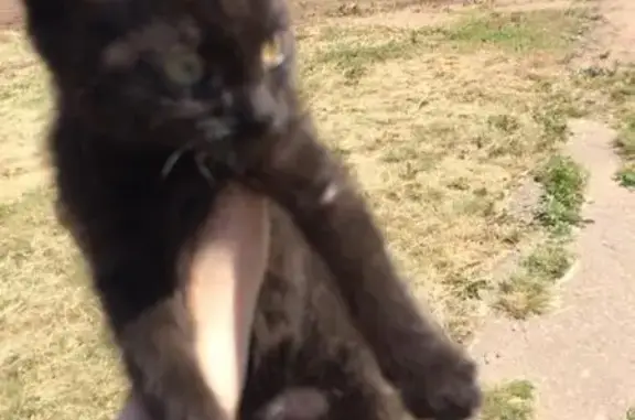 Найден ласковый котенок на улице в Красноярске