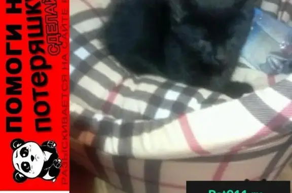 Пропала черная кошка с ул. 3-я Красногорская, 32