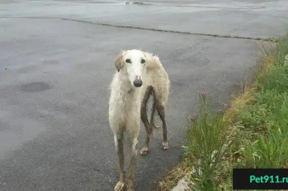 Найдена собака в Магнитогорске, ищем хозяина