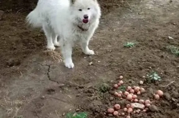 Пропала собака в Керчи, вознаграждение
