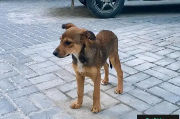 Найден щенок-сирота в Севастополе!