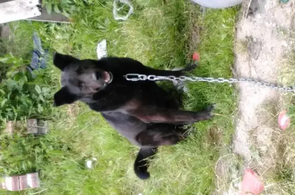 Найдена добрая собака, черный окрас в Калининграде
