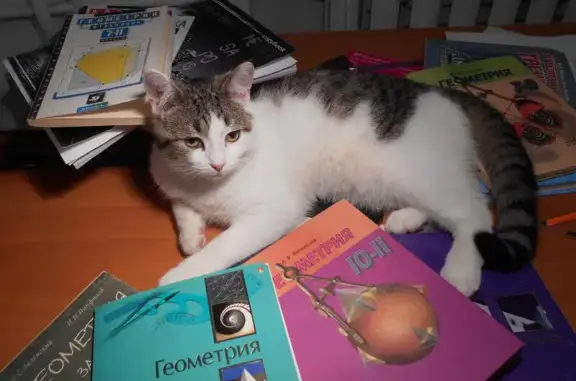 Кошка потерялась в деревне Фёдоровка