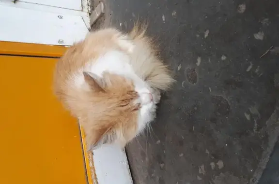 Найден усталый кот на ул. Рощинской, 25 в Гатчине