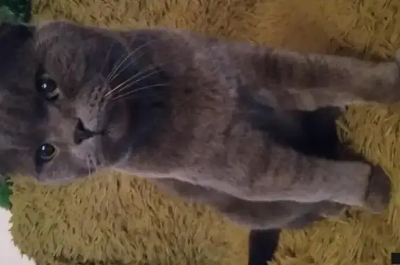 Найден кот с шрамом в районе Алого поля, Челябинск