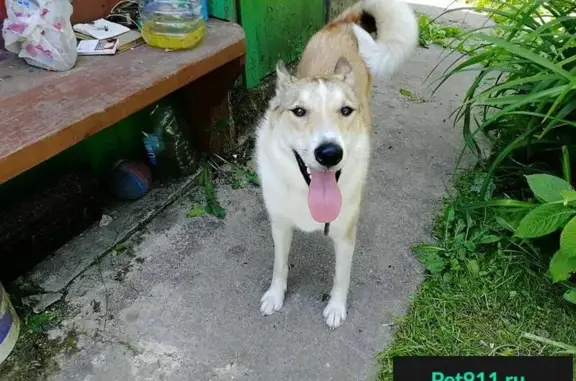 Найдена собака, Вербилки-1 Снт, фото: Найдена добрая собака в СНТ 