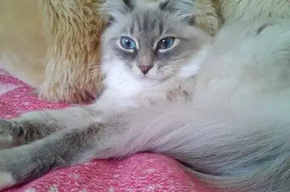 Пропала кошка в поселке Полеводство, Екатеринбург