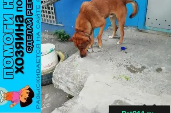 Пропала домашняя собака на ул. Егоршина, Пятигорск