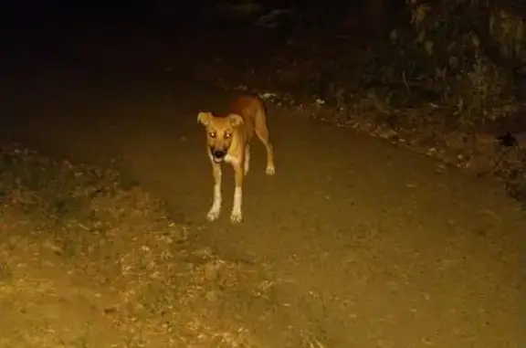 Найдена рыжая собака на Карасунской набережной