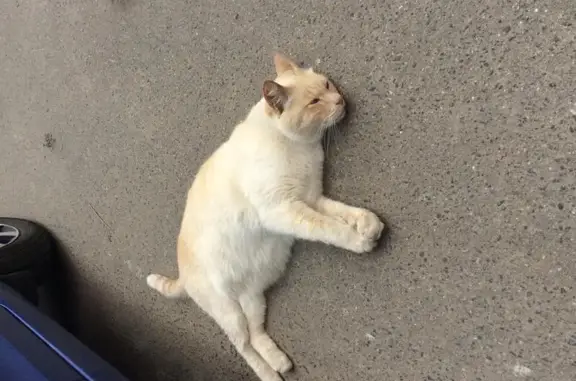 Потерянный породистый кот на Молодежной улице, Химки