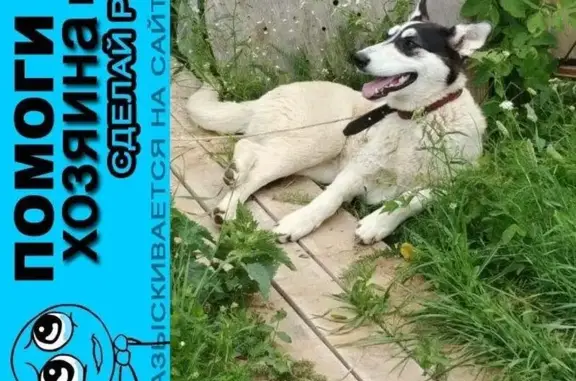 Пропала собака в Клине, Московская область