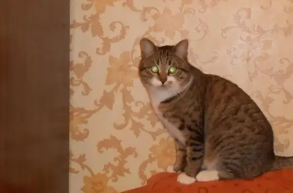 Пропала кошка Кузя в Орехово-Зуево