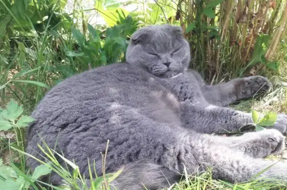 Кошки потеряшки, Люблинский Садовод Снт, фото: Потеряшка кот в СНТ Люблинский Садовод, Московская область (адрес: 15-я улица, 25)
