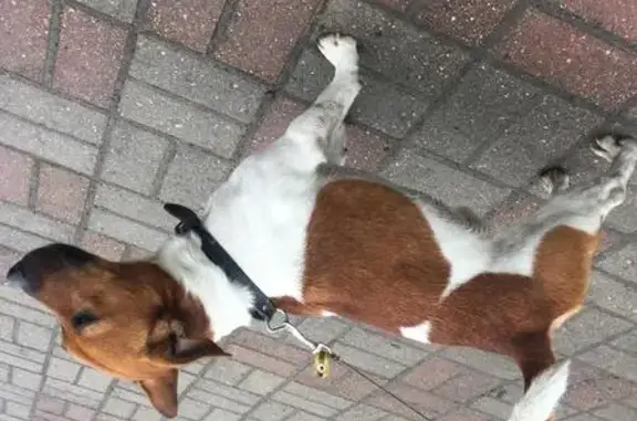 Собака без ошейника найдена в Коломяги, СПб