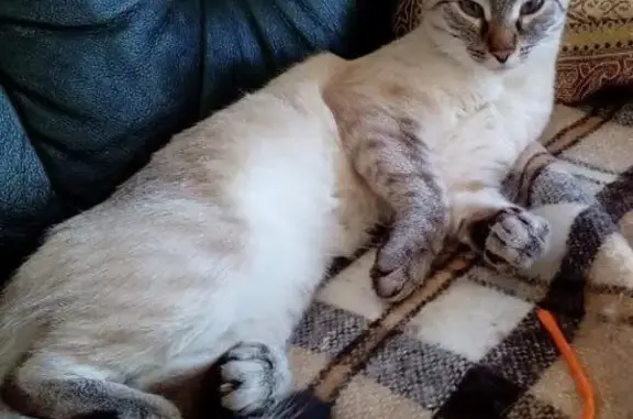 Кошки потеряшки, Ефимьево, фото: Потеряшка кошка в деревне Ефимьево, Волоколамский район, МО.