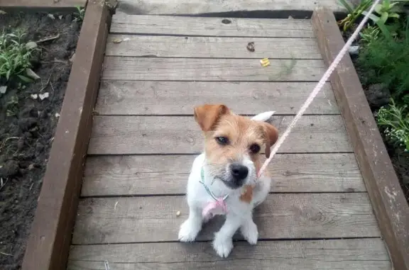 Найден щенок в Красноярске на пересечении ул. Молокова и Октябрьской