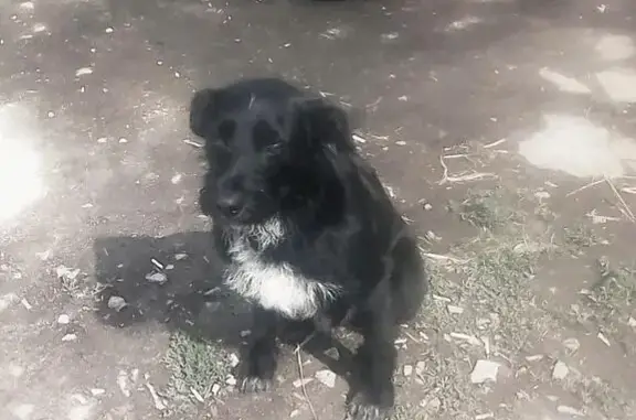 Найдена породистая собака в деревне Барсуки, Тульская область