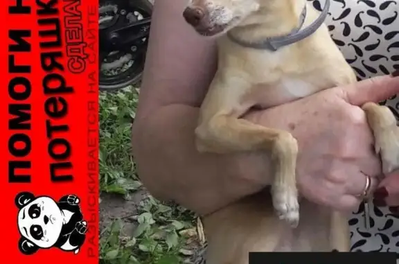 Пропала собака Муля в Клязьме на улице Менделеевской