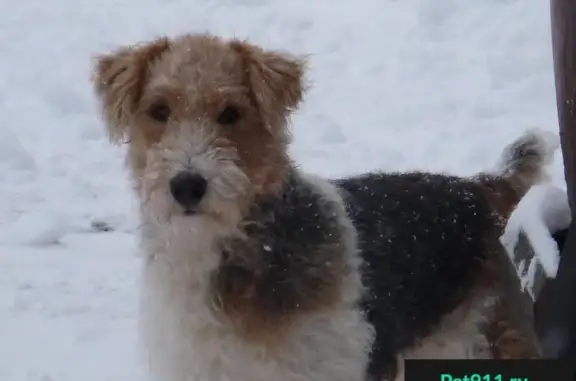 Собаки потеряшки, Арбузово (синьковский С/о), фото: Потеряшка ж/ш фокс терьер в Арбузово, Моск. обл.