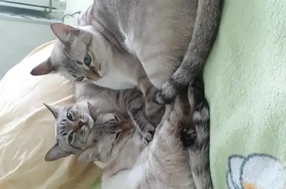 Кошки потеряшки, Красницы, фото: Потеряшка кошка Жасмина в деревне Красницы