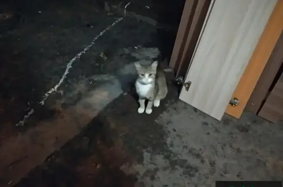 Найдена кошка на Брянцева 17, Новосибирск