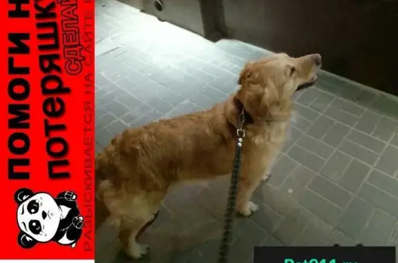 Пропала собака на улице Фридриха Энгельса, Воронеж