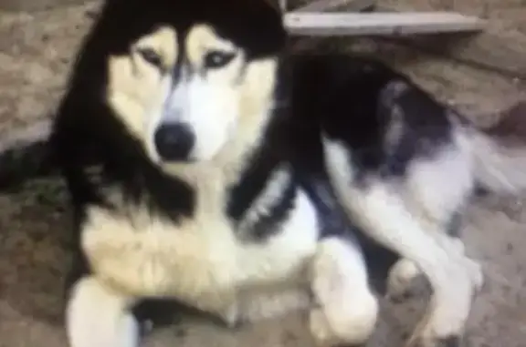 Кошки потеряшки, Ростов-на-Дону, фото: Потеряшка кошка 