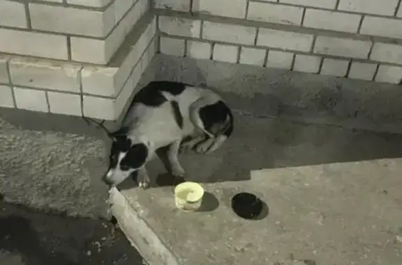 Найдена собака в Перекопском городке (дом 25)