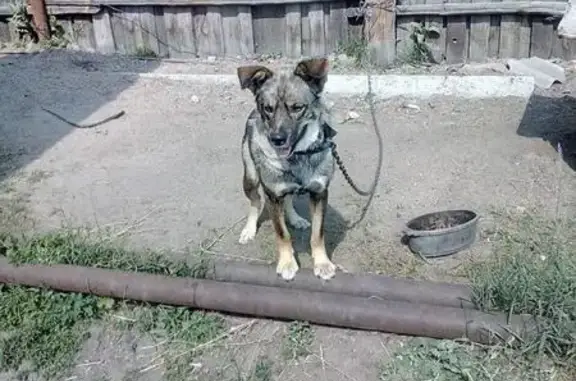 Собака Балу ищет новый дом в Улан-Удэ.