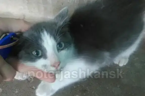 Найдена кошка на улице Котовского, Ленинский р-н