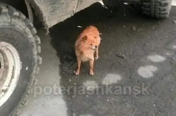 Найдена собака в Дзержинском районе, у остановки Автопарк