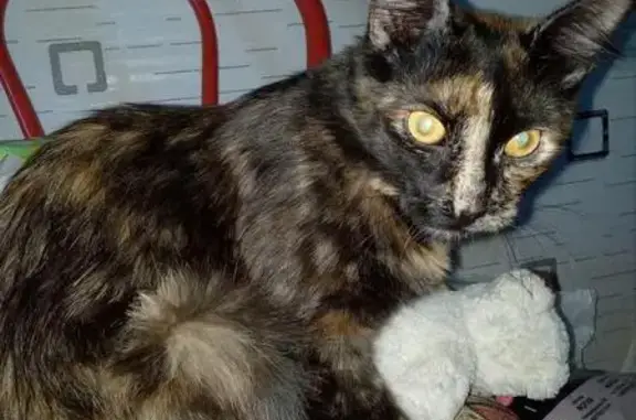Пропала кошка Пицца в районе Краснодонцев-Тимохина, помогите найти!