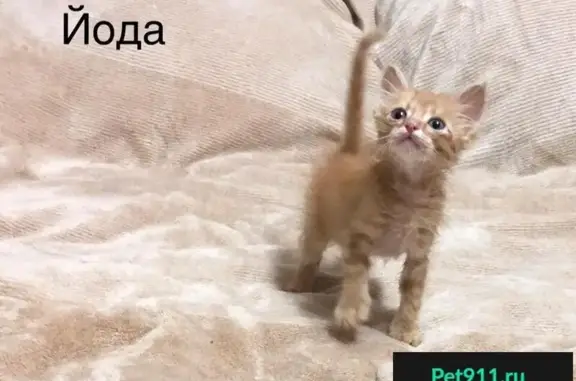 Котята ищут семью в Иркутской области