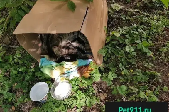 Найдена кошка с котятами на ул. Летчика Бабушкина