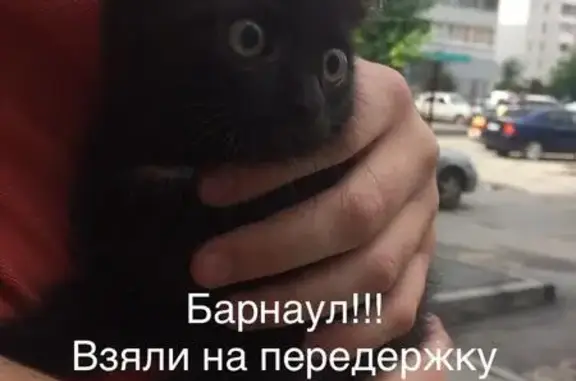 Найден котенок на Балтийской 49 в Барнауле