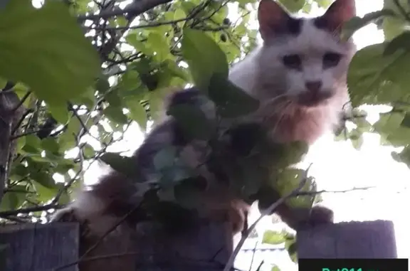 Найдена пушистая кошка на территории СНТ Планета, Московская область
