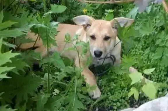 Найдена собака Лана в Екатеринбурге